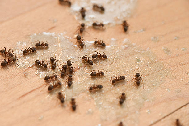 Best Pest Control Near Me  in Hillside Lake, NY